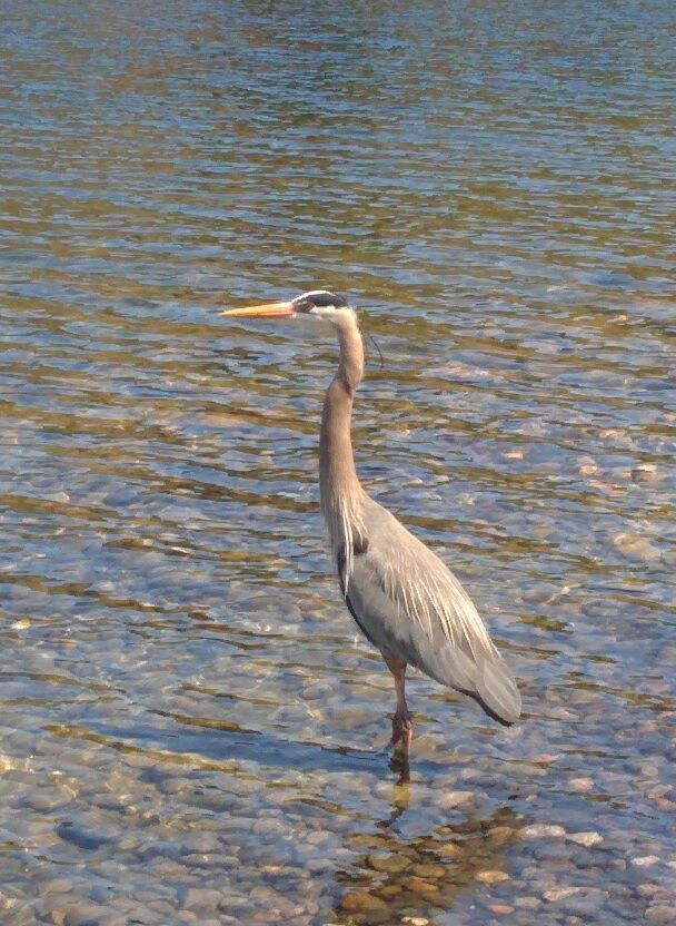 Great Blue Heron