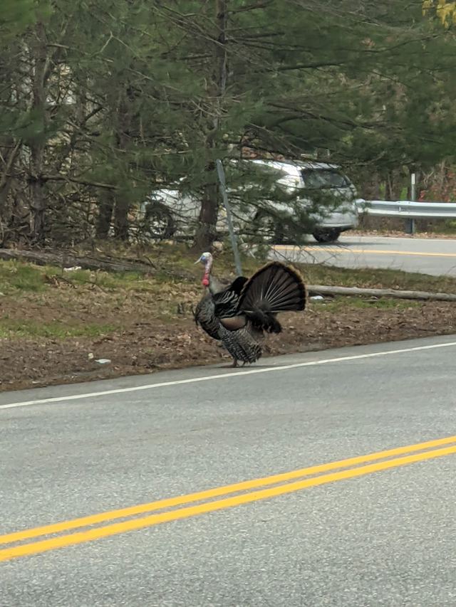 Wild Turkey