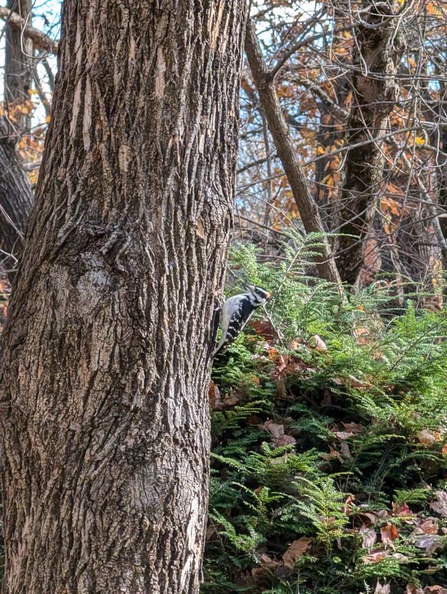 Downy Woodpecker