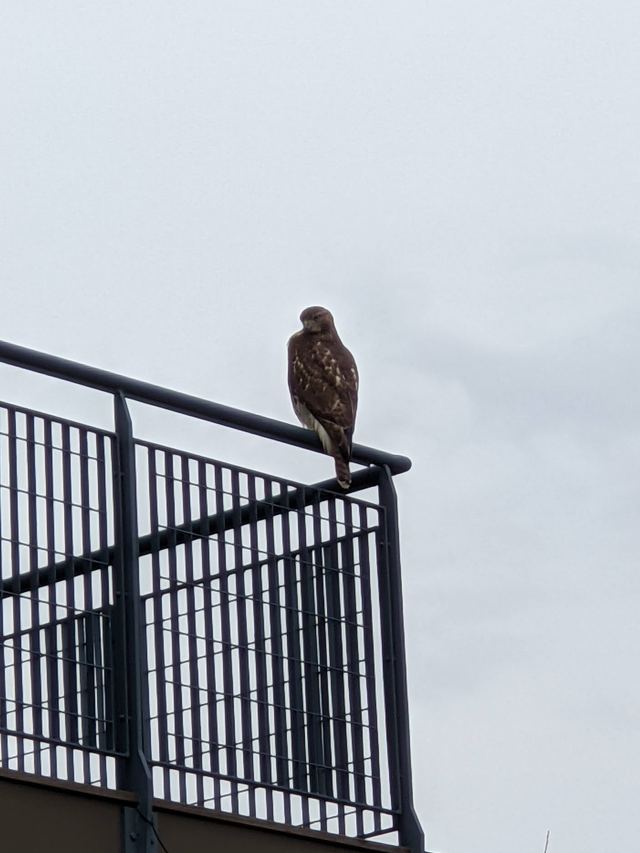 Red-tailed Hawk
