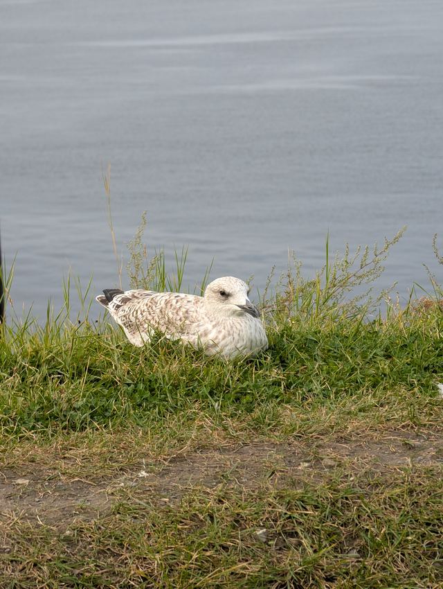 European Herring Gull