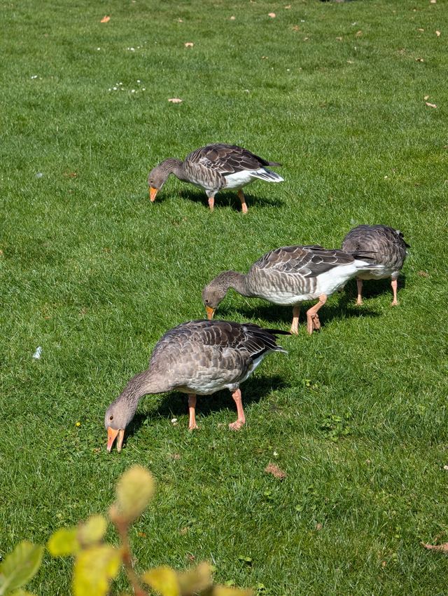 Greylag Goose