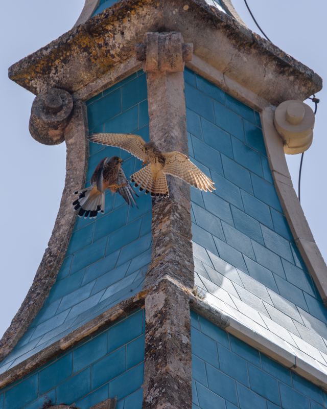 Common Kestrel