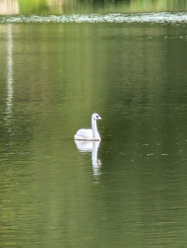 Mute Swan