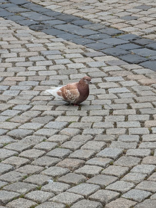 Rock Pigeon