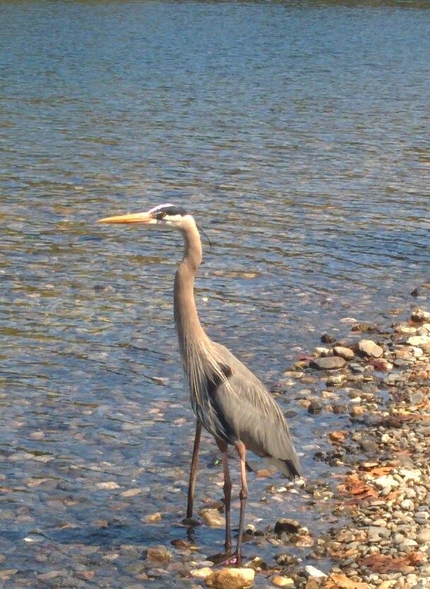 Great Blue Heron