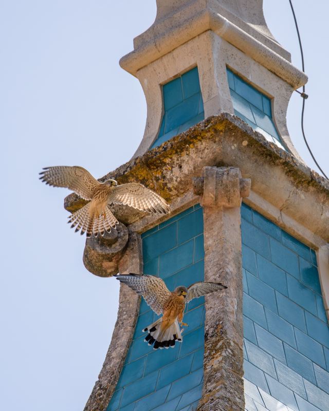 Common Kestrel