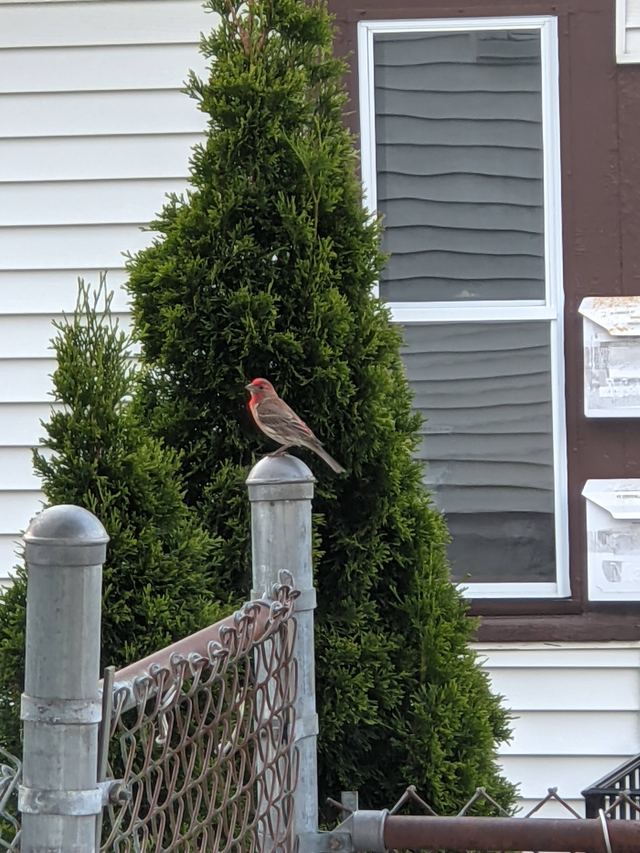 House Finch