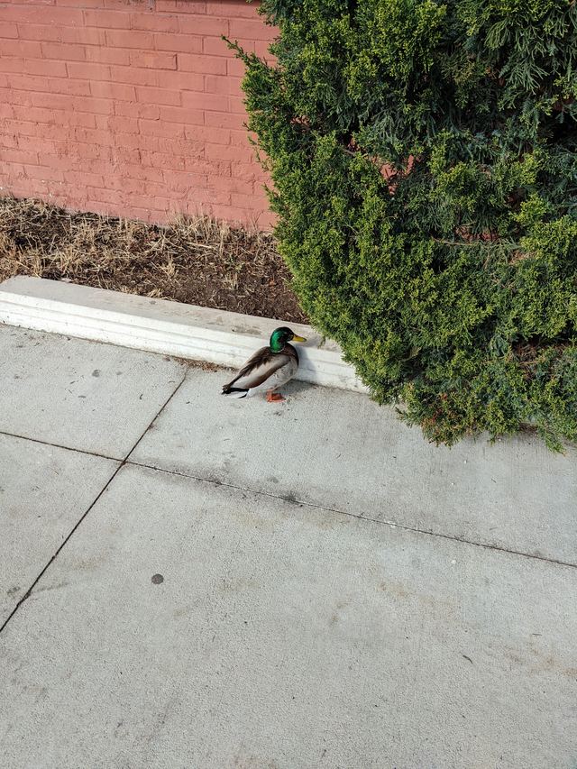 Mallard