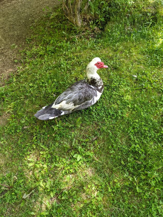 Muscovy Duck