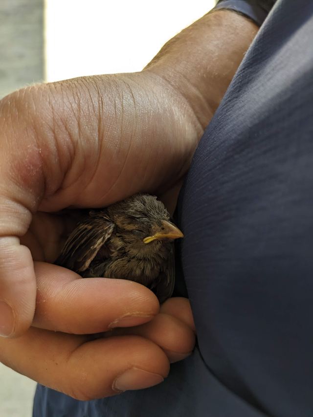 House Sparrow