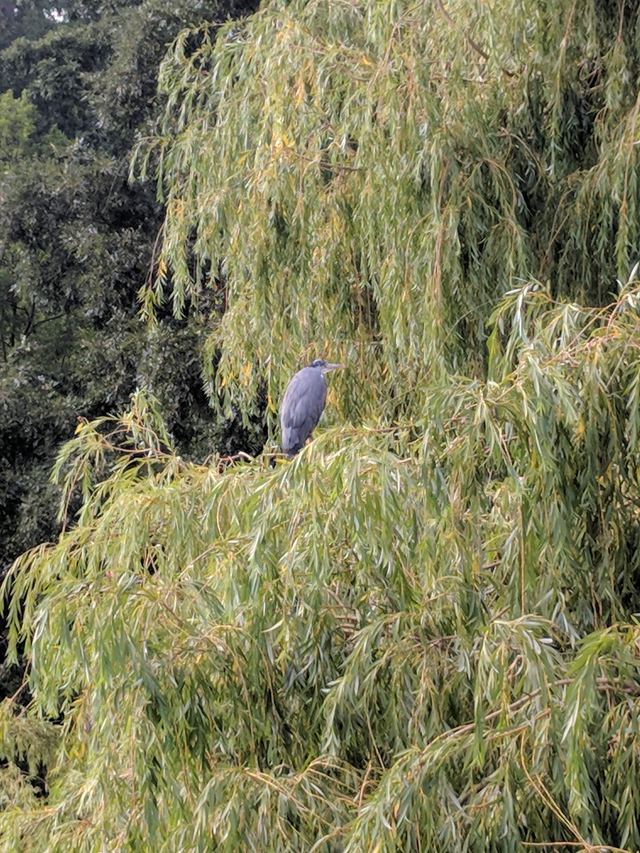 Grey Heron