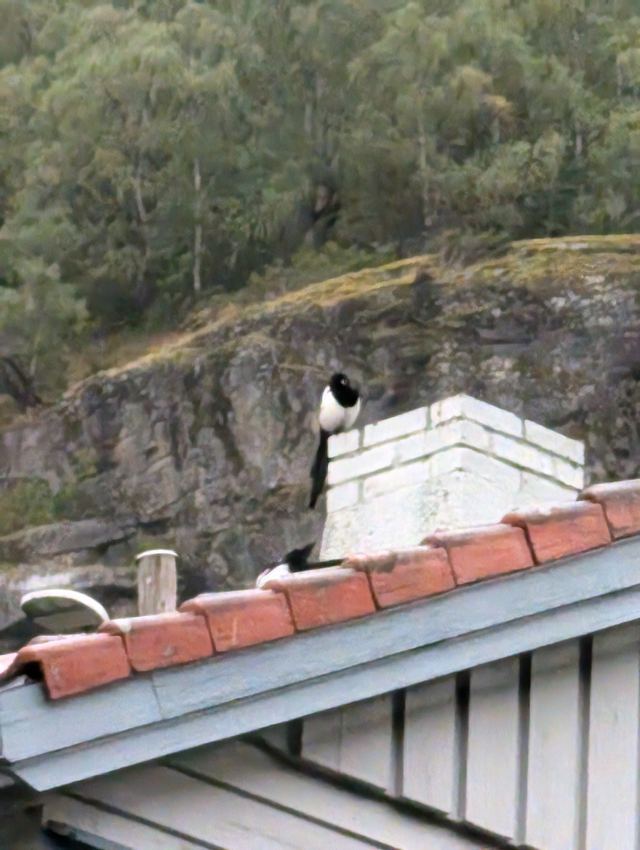 Eurasian Magpie