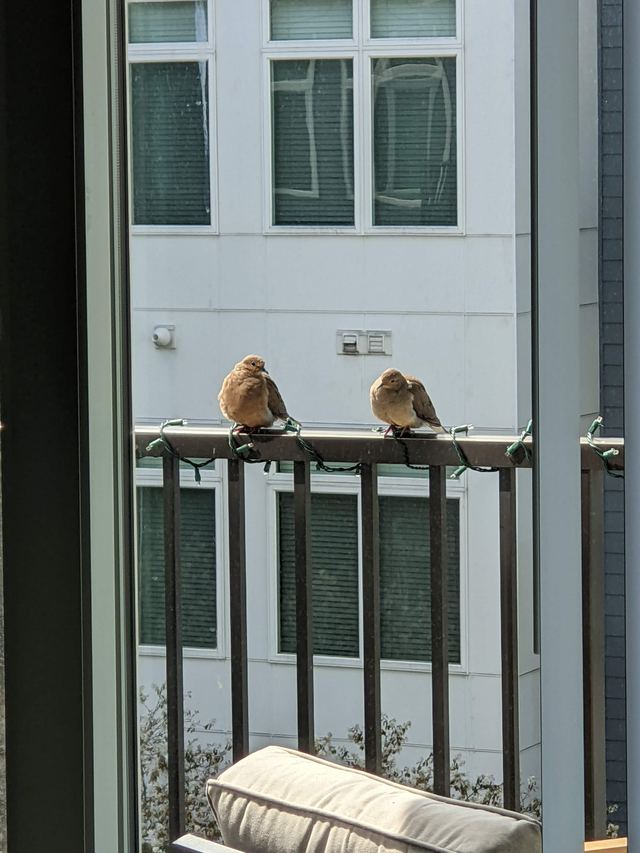 Mourning Dove