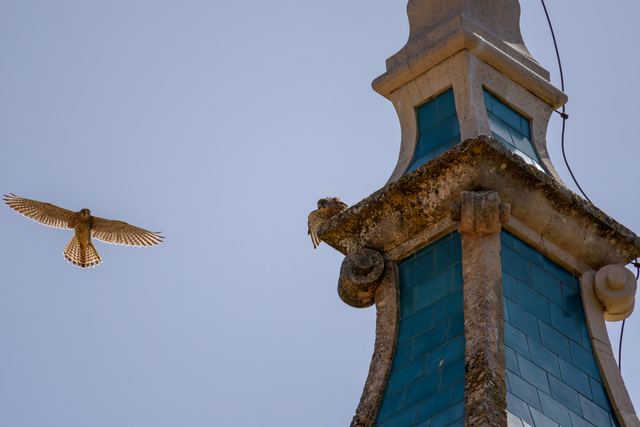 Common Kestrel