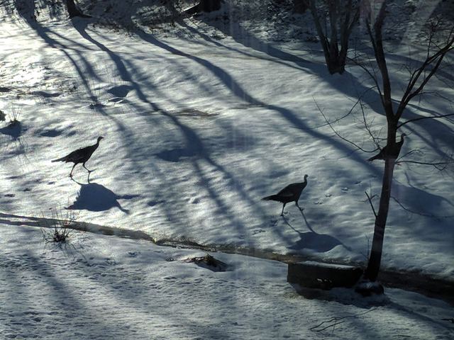 Wild Turkey