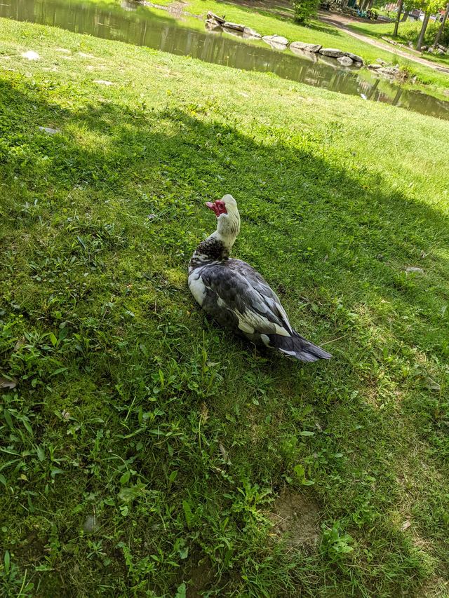 Muscovy Duck