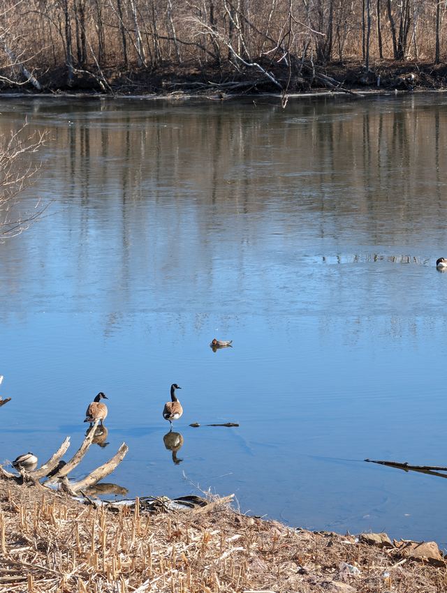Canada Goose