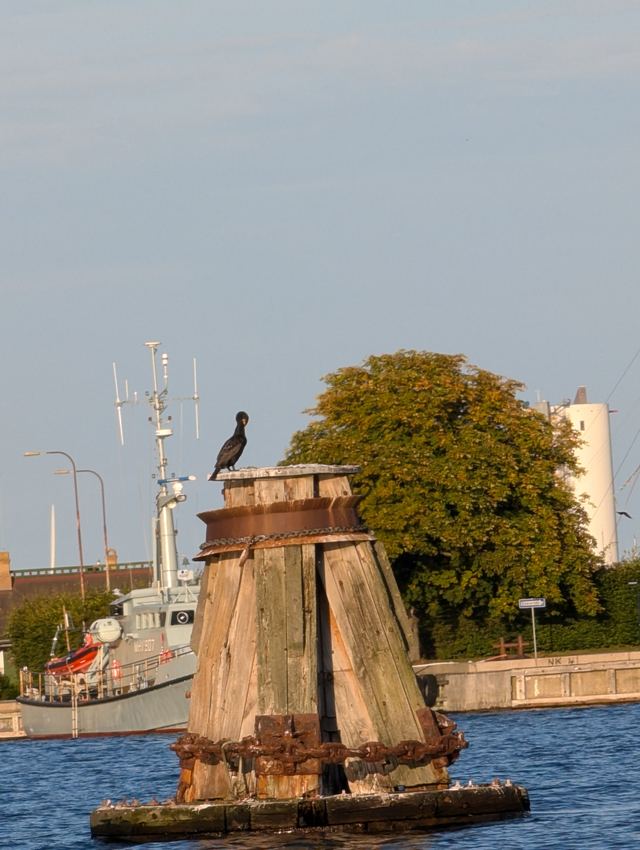 Great Cormorant