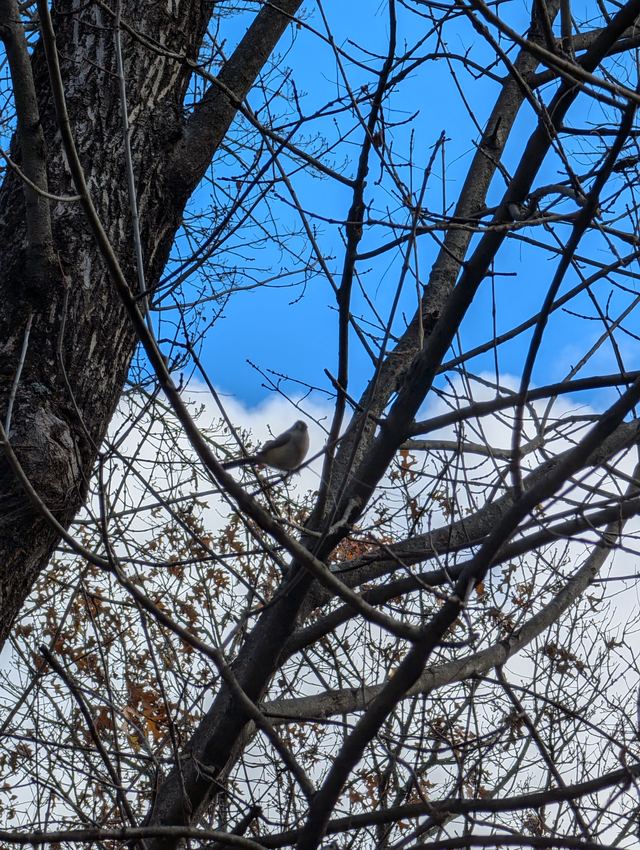 Tufted Titmouse