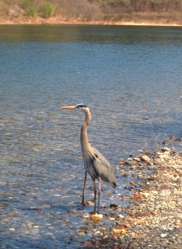 Great Blue Heron