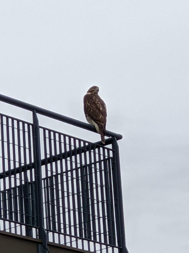 Red-tailed Hawk