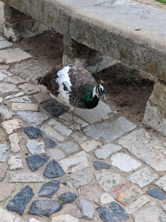 Indian Peafowl