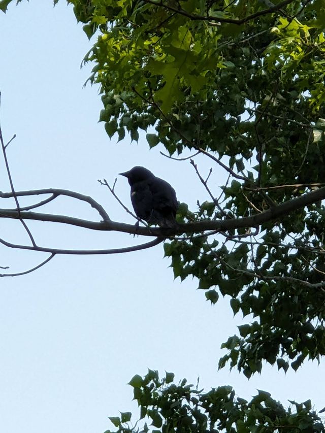 Red-winged Blackbird