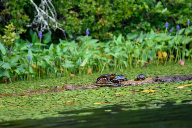 Painted Turtles