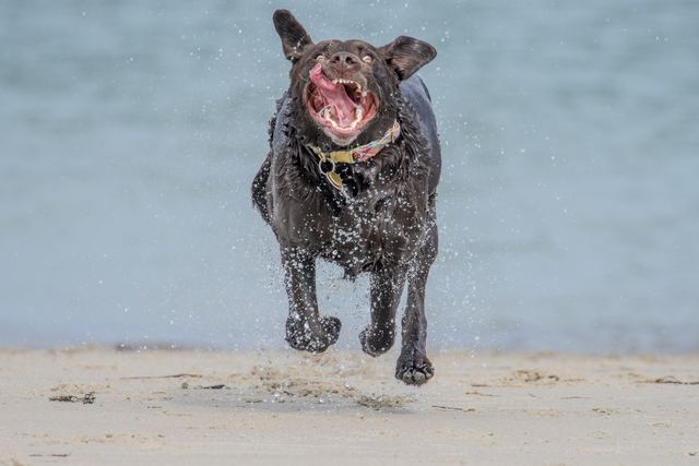 Sadie crazy pup