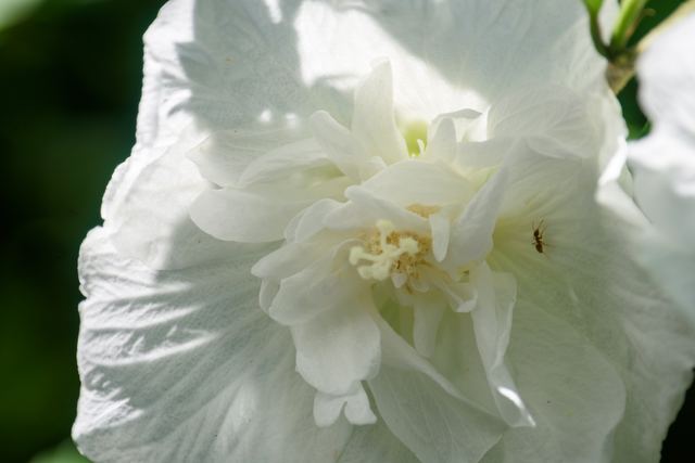 Rose of Sharon