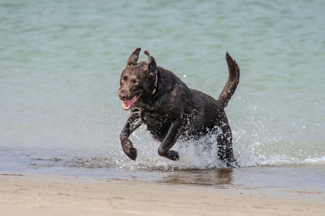 Sadie, mid-leap