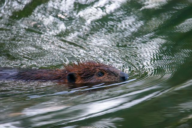 American Beaver