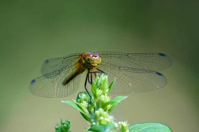 Meadowhawk