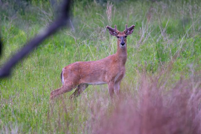White-tailed Deer