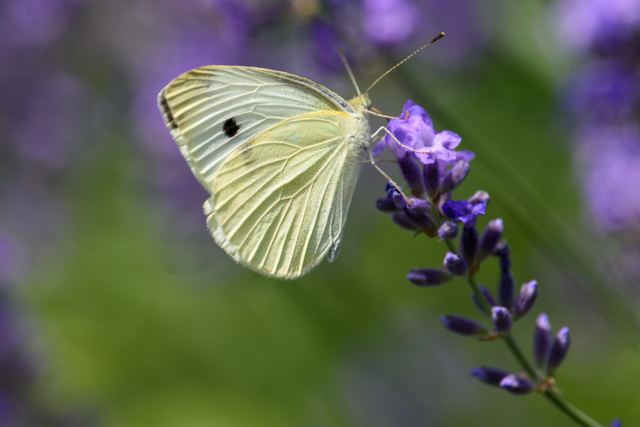 Cabbage White