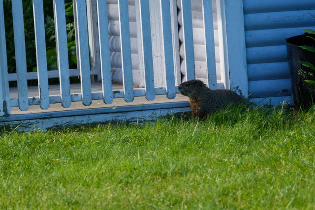 Groundhog