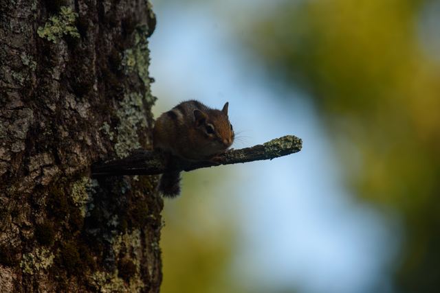Eastern Chipmunk