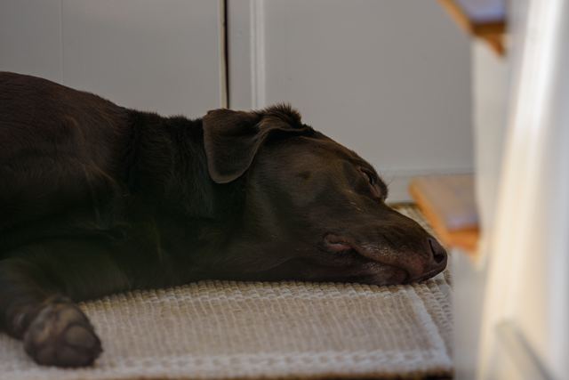 Sadie, resting