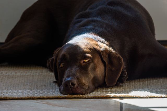 Sadie on the doormat