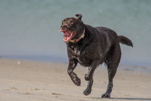 Sadie, sand underfoot