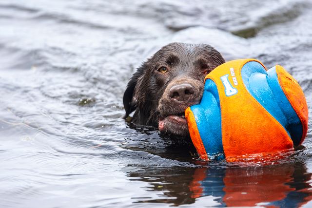 Sadie swims the ball home