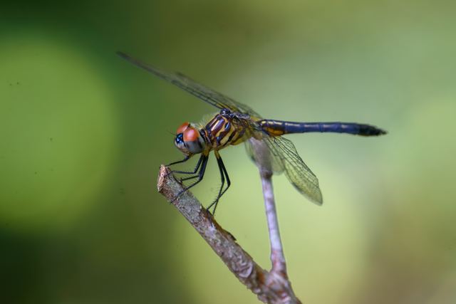 Blue Dasher