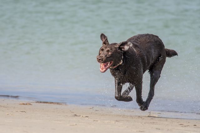 Sadie in the shallows