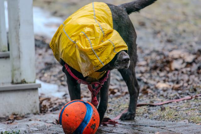 Sadie in her raincoat