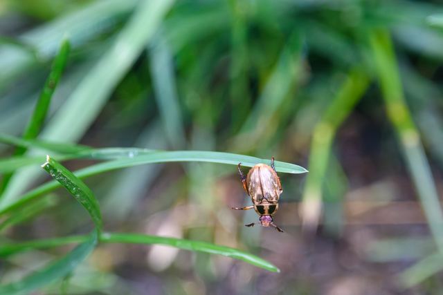 Grapevine Beetle