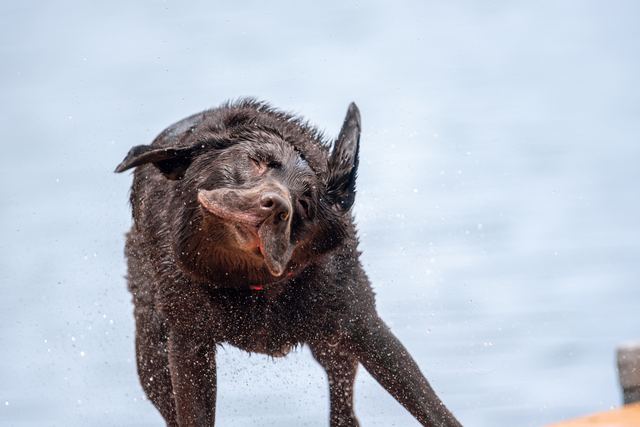Sadie, shaking dry