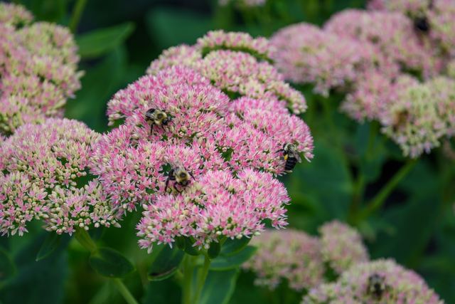 Bumblebees on Sedum