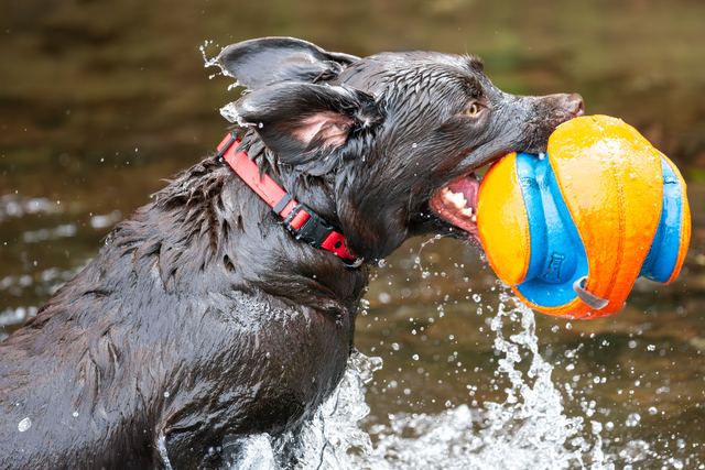 Sadie, ball and spray