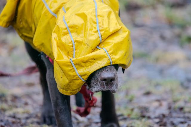 Sadie, yellow raincoat